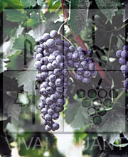 Foto di un grappolo d'uva di Cabernet Sauvignon 337